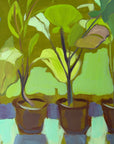 CABBAGE PLANTS