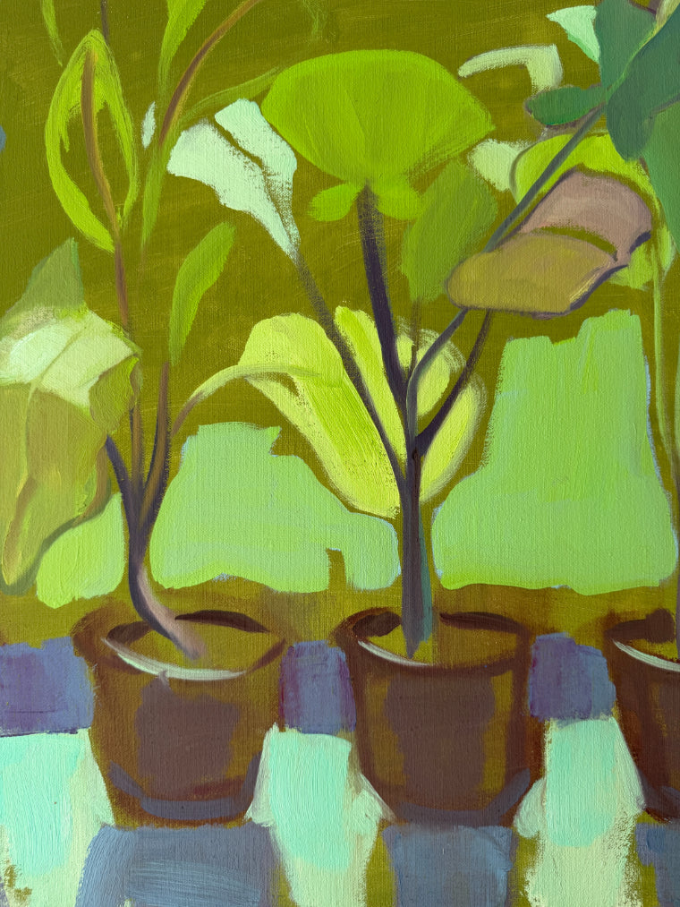 CABBAGE PLANTS