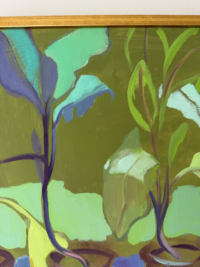 CABBAGE PLANTS