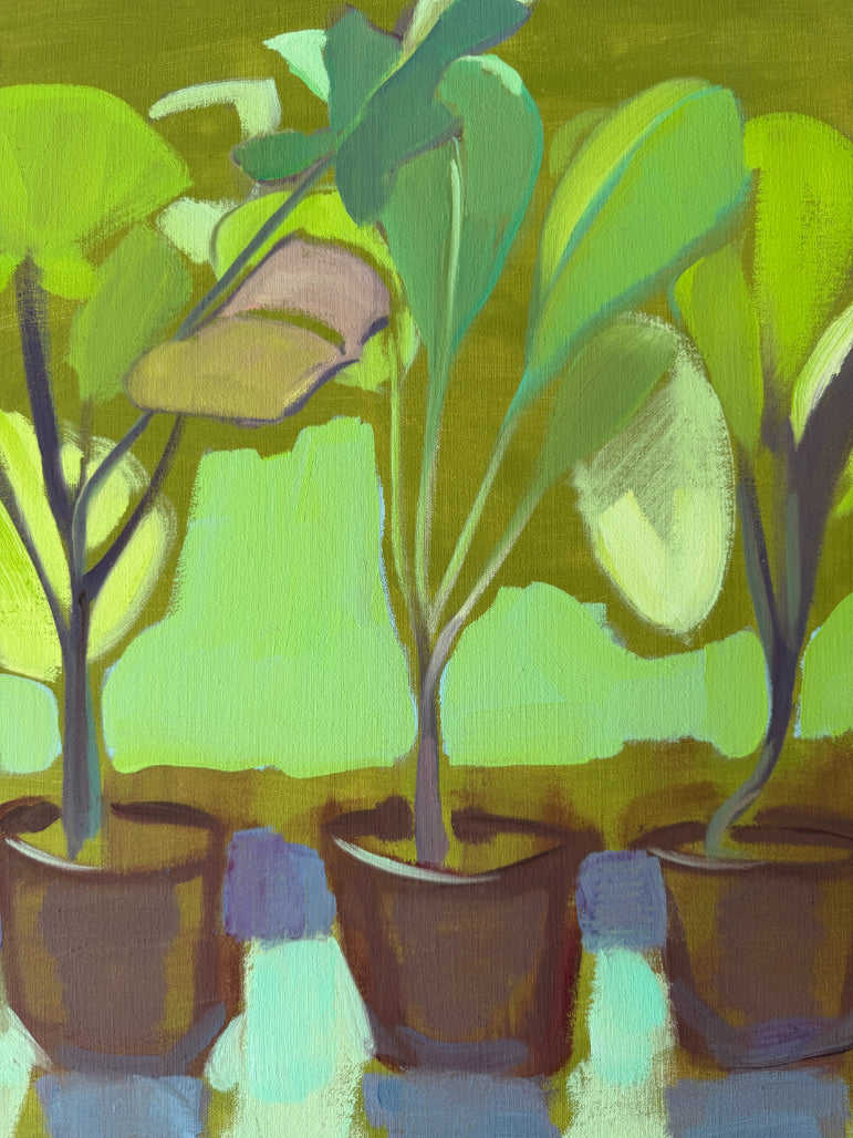 CABBAGE PLANTS