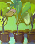 CABBAGE PLANTS