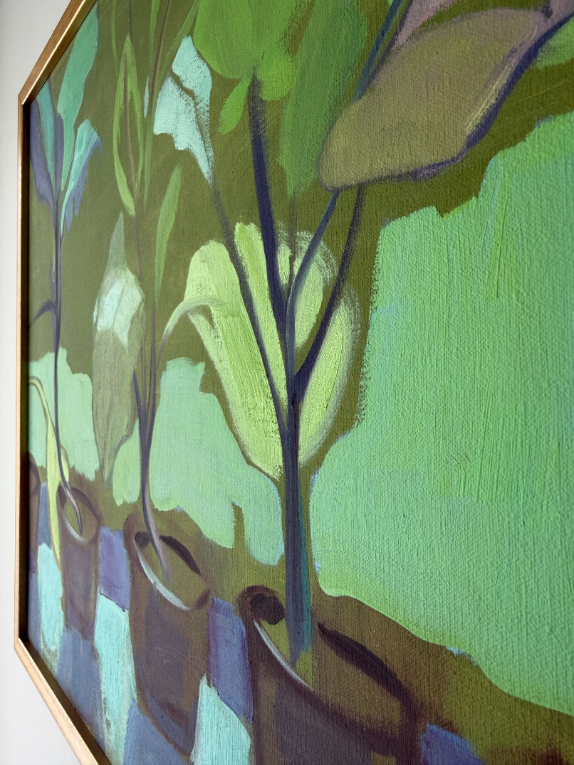 CABBAGE PLANTS