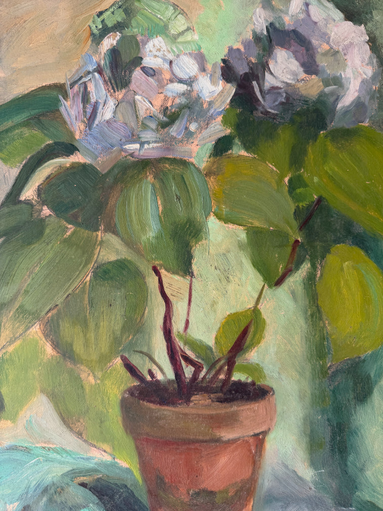 POTTED HYDRANGEA